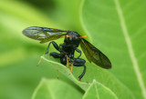 wasp_drp.jpg