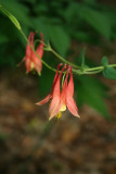 Wild Columbine