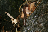 Millipede
