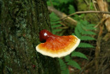 mushroom13_botr.jpg