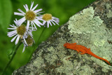 Red Eft