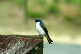 Tree Swallow