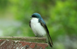 Tree Swallow