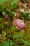 Pink Ladyslipper