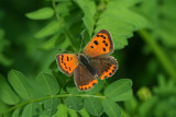 American Copper