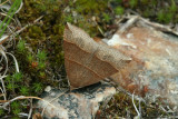 moth11_daup.jpg