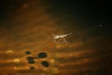 Water Strider