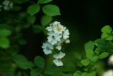 flower67_fair.jpg