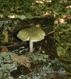 mushroom14_fair.jpg