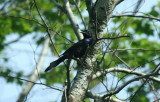 Common Grackle