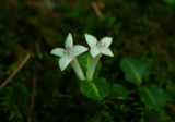 Partridgeberry