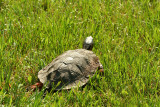 Wood Turtle