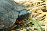 Wood Turtle