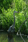Great Blue Heron