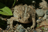 American Toad