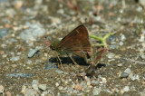 Little Glassywing