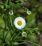 Daisy Fleabane
