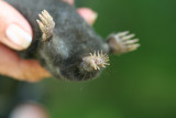 Star-nosed Mole