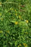 Hop Clover