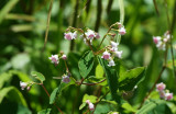 Dogbane