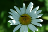 flowerfly_mabu.jpg