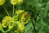 Ant on Spurge