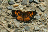 Harris Checkerspot