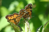 Harris Checkerspot