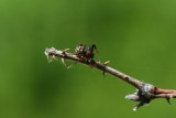 spider14_mabu.jpg