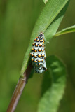 Baltimore Checkerspot Crystallis