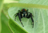 jumpingspider1.jpg