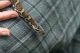 Milk Snake