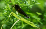 Ebony Jewelwing