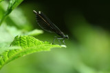 ebonyjewelwing2_stpe.jpg