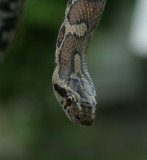 Milk Snake