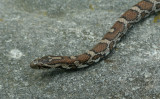 Milk Snake