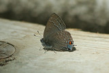 Banded Hairstreak