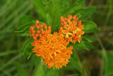 Butterflyweed