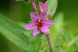 Purple Loosestrife