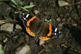 Red Admiral