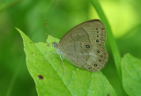 Appalachian Brown