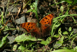 Eastern Comma