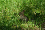 Eastern Cottontail