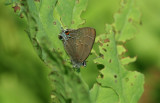 hairstreak_unknown.jpg