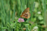 Great Spangled Fritillary