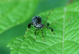 beetle.jpg