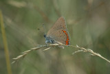 Coral Hairstreak