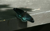 Red Spotted Purple
