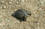 Diamondback Terrapin