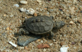 Diamondback Terrapin